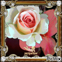 superbes roses animées - Darmowy animowany GIF