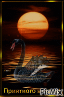 чёрный лебедь - Darmowy animowany GIF
