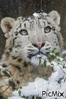 tigru - GIF animasi gratis