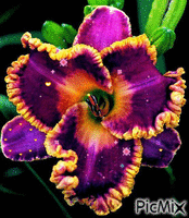 a PRETTY PURPLE AND YELLOW IRIS AND BURSTING YELLOW HEARTS. - Gratis animeret GIF