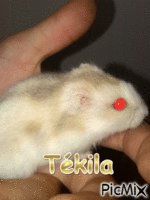 Tékila - Free animated GIF