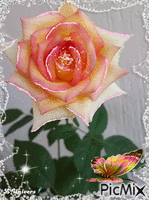 rose et papillon animovaný GIF