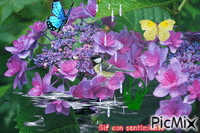 flores lilas - Zdarma animovaný GIF