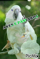 AVES E PASSAROS animovaný GIF