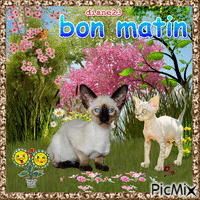 bon matin - Zdarma animovaný GIF