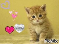 petit chat trop mignon - GIF animé gratuit