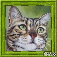 Chat aux yeux verts. - 無料png