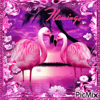 Flamants roses   concours