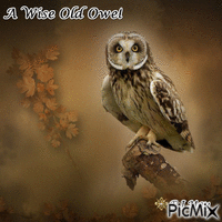 A Wise old Owel 2 - GIF animé gratuit