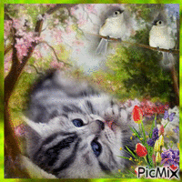 Chats et Fleurs - Free animated GIF