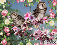 OWLS анимиран GIF