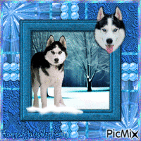 ♠Husky in Blue Tones♠ - Free animated GIF