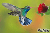 hummingbird - Gratis animeret GIF