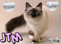 jtm chat magnifique♥ - GIF animé gratuit
