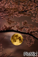 Noche de Luna animirani GIF