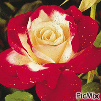 ruže geanimeerde GIF
