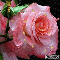 trandafir roz - GIF animasi gratis