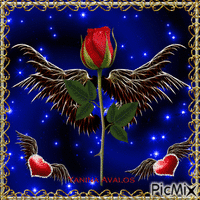 angel rose - GIF animé gratuit