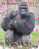 RIP HARAMBE - Gratis animerad GIF