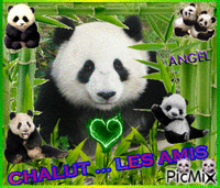 PANDAS Animated GIF