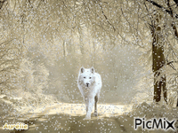 loup blanc - Бесплатный анимированный гифка