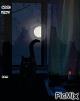 cat good night - Nemokamas animacinis gif
