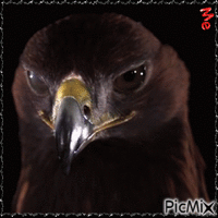 Me. The eagle - GIF animasi gratis
