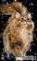 звездный кот