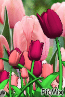 Tulipanes HD Animiertes GIF