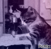 Cat geanimeerde GIF