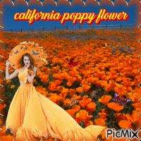 california poppy flower - Бесплатный анимированный гифка