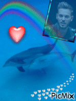 matt et les dauphins - GIF animasi gratis