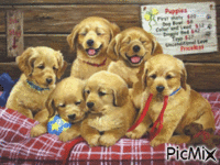 Dogs 动画 GIF