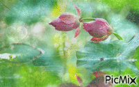 pink flowers in water - GIF animé gratuit