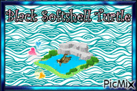 Black softshell turtle - 免费动画 GIF