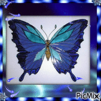 Papillon bleu - Gratis animerad GIF