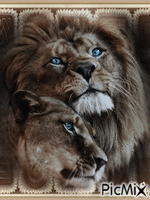 The love of the Lion