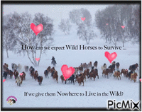 Keep our Wild Horses Safe! - Gratis animeret GIF