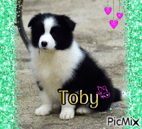 Toby - Darmowy animowany GIF
