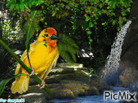 Paradis Tropical - Ücretsiz animasyonlu GIF
