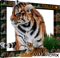tigre animirani GIF