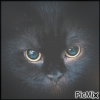 adorable chat noir - GIF animado gratis