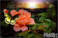 роза - Ilmainen animoitu GIF