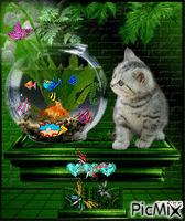 chat et poissons - Безплатен анимиран GIF