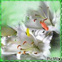 Fleur de Lys et Papillons - Free animated GIF