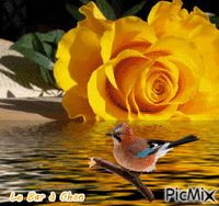 oiseau Animated GIF