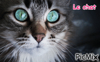 le chat - Zdarma animovaný GIF