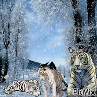 tigre animerad GIF