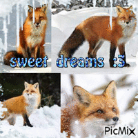 Fox Sweet dreams Snow GIF animé