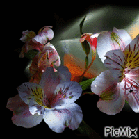 flores animēts GIF